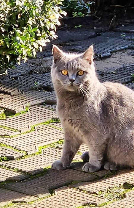 Кошки шотландские, Семья шотландских кошек 1 мать и 5 котята