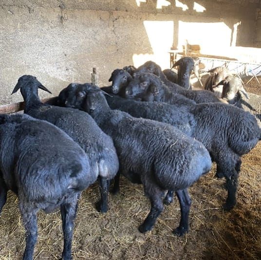 Семиз кой токтылар бар