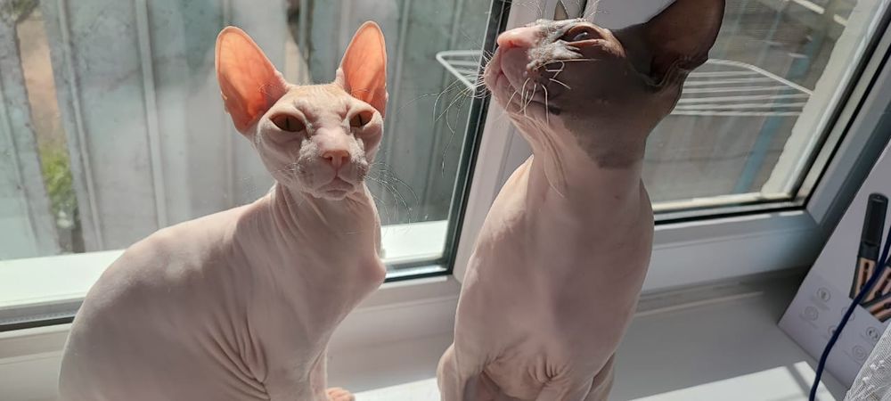 Продам котят донского сфинкса