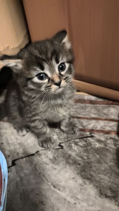 Отдам бесплатно котенка ..