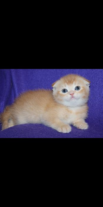 Продается котёнок