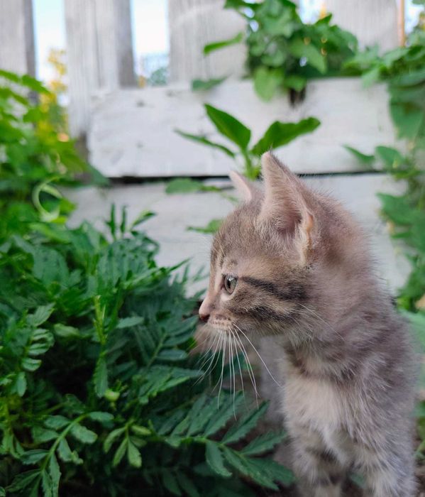 Отдам котят в добрые руки