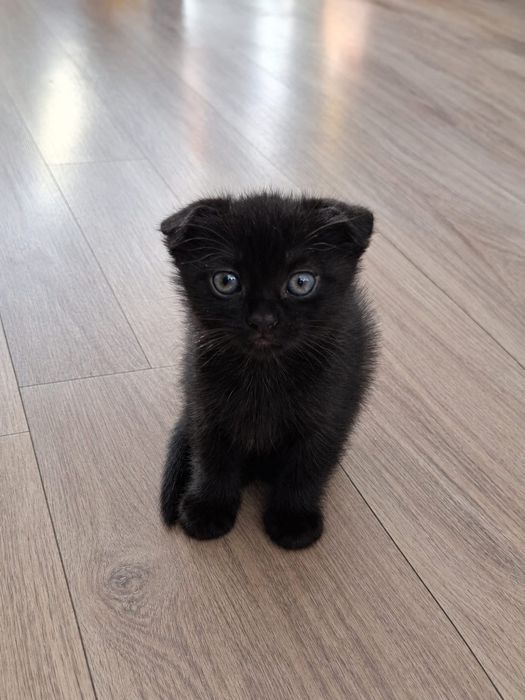 Милые котята для души