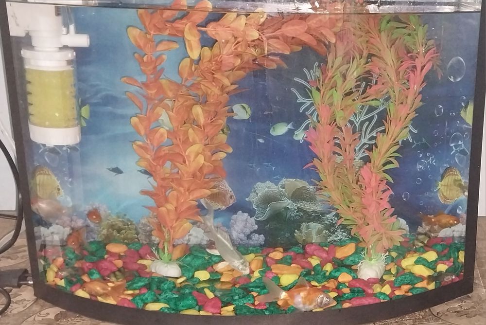 Akvarium baliqlari toshlari va suniy osimliklari bilan