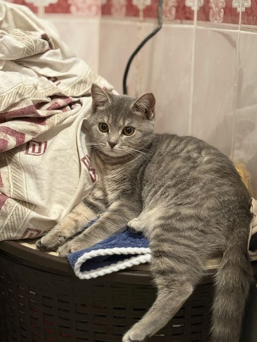 Котёнок  девочка