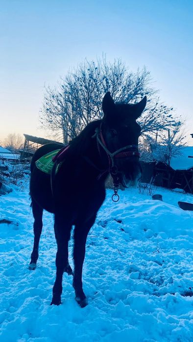 Тай байтал жорға