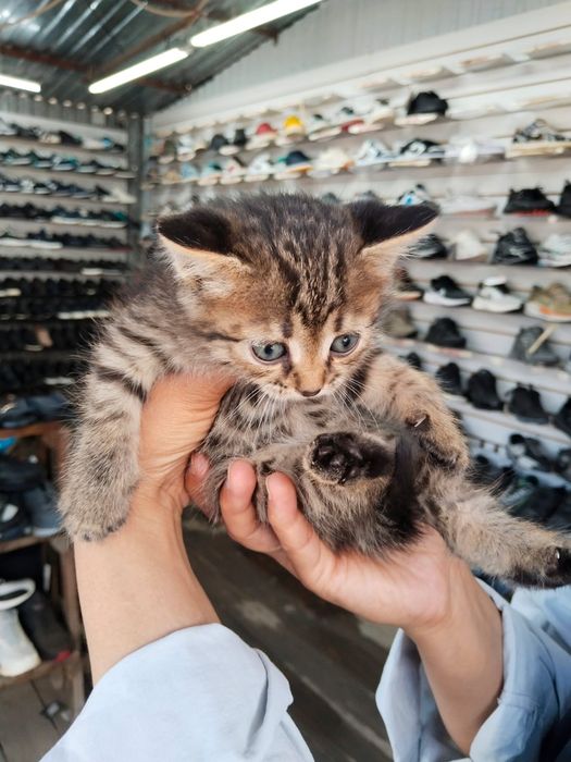 Котята (осталось 4)