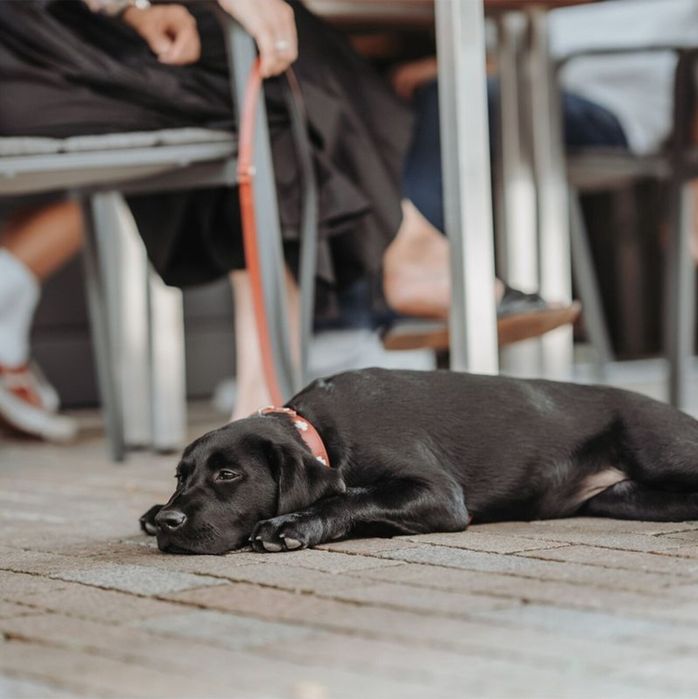 Кучешка каишка - кожена , Hunters