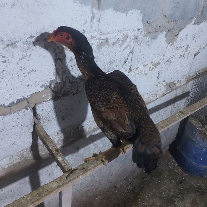 Корейц 1год ноги квадрат