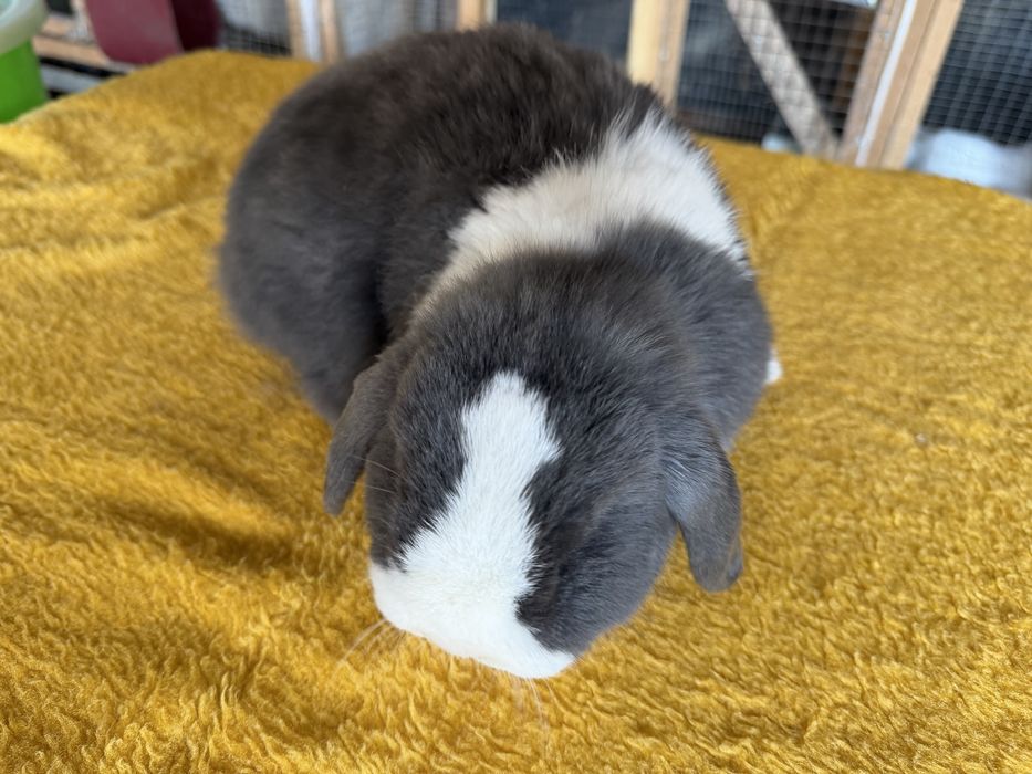 Минилоп сплинт куён quyon