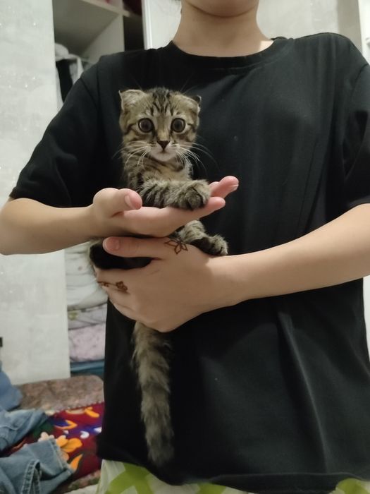 Котенок девочка скотиш фолд