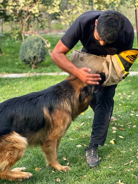 Дрессировка и передержка собак