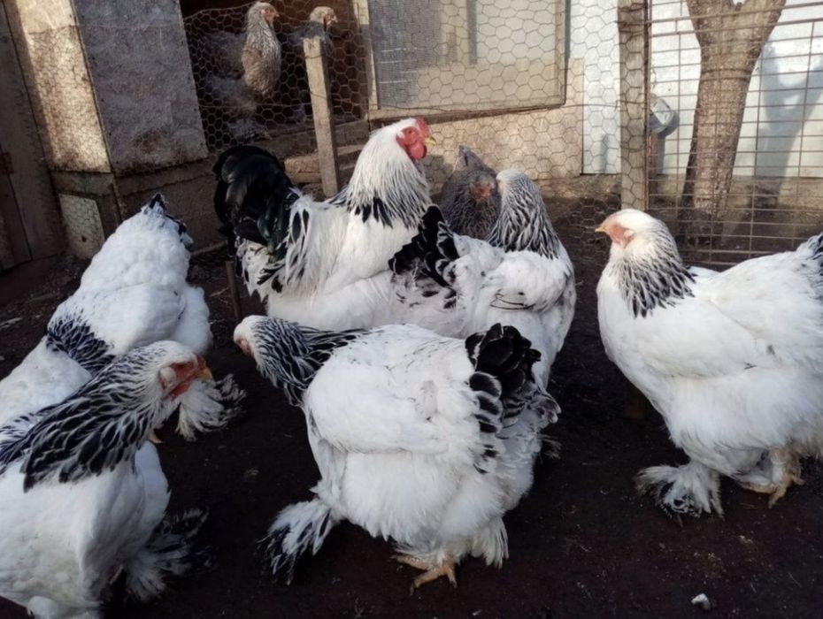 Vând ouă de incubat brahma 2026