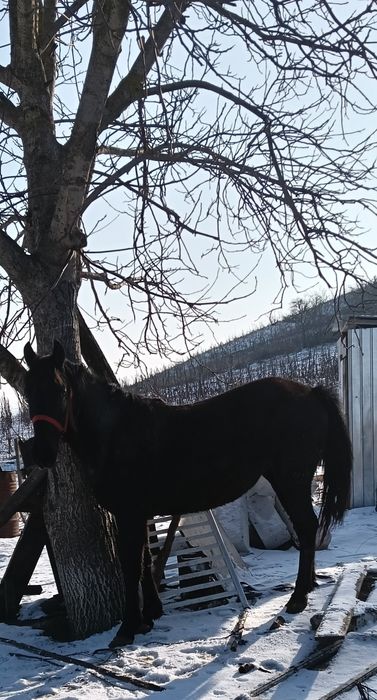 Vând mânză foarte cuminte!