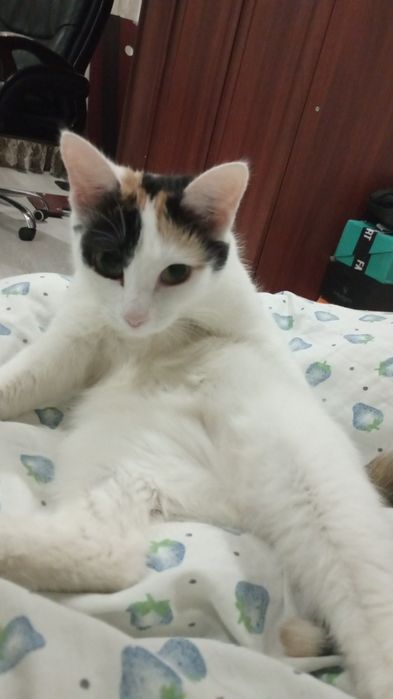 котеночек трёх маска