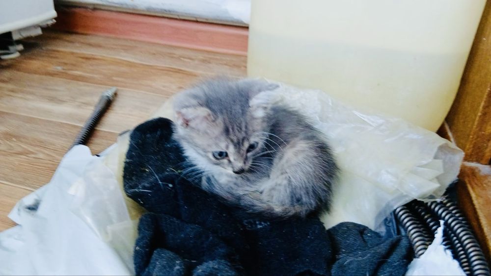 Отдам котенка, мальчик, 2 мес
