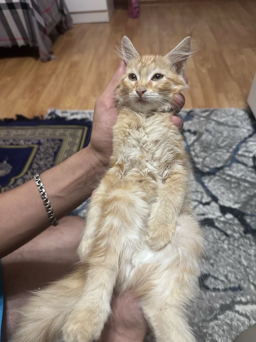 Рыжая кошечка !