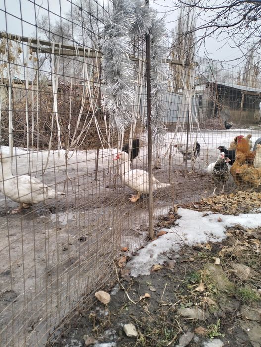 Продаются утки 5штук