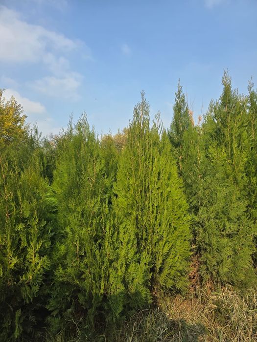 Көшет/Өсімдік егеміз