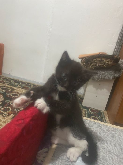 Котенок девочка отдам в хорошие руки.