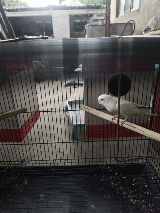 Продам пакугая с клеткой девочка