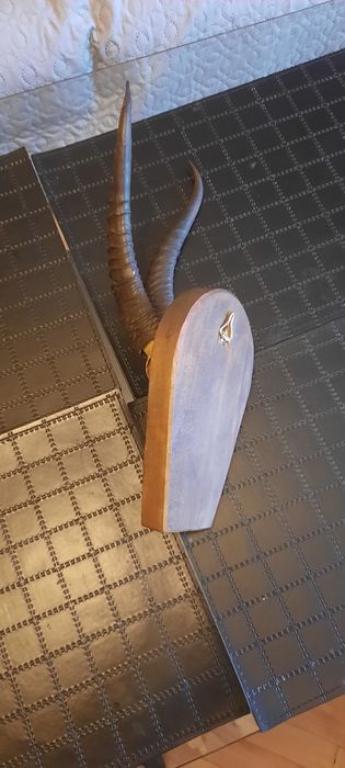 Оригинални рога от пустинята Гоби