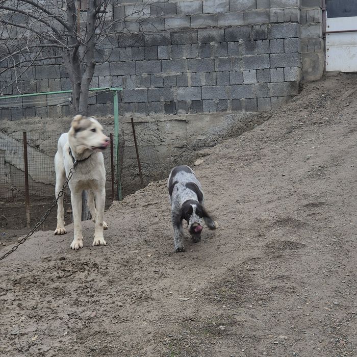 Продам щенка (7 месяцев) драатхар