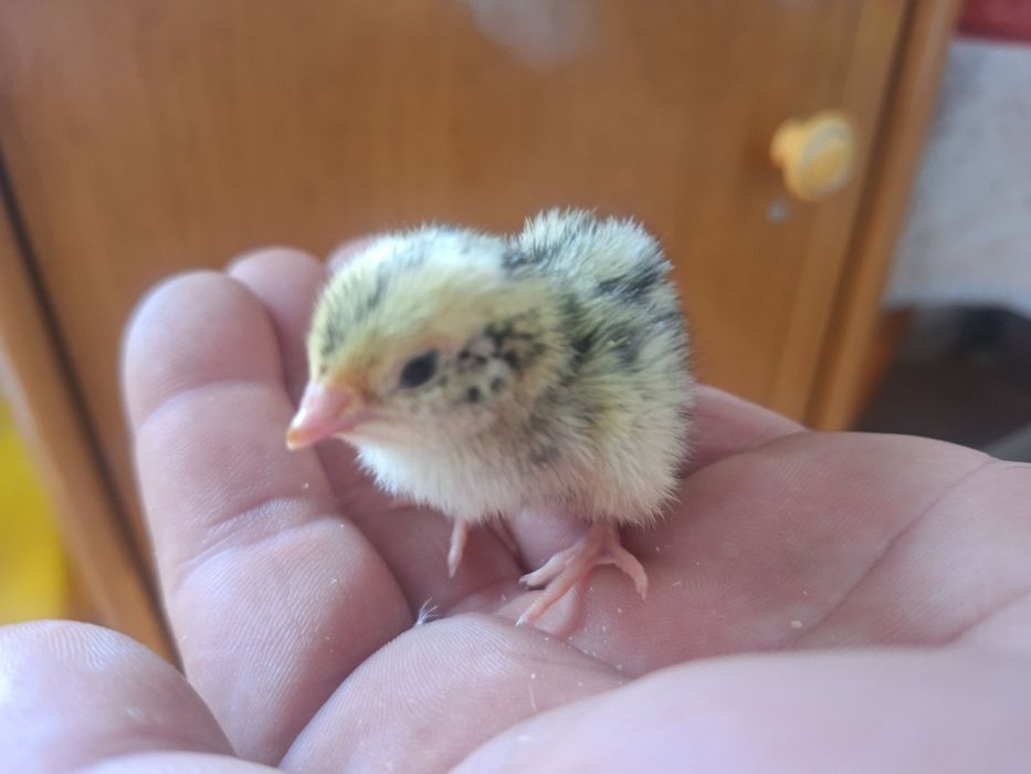 Пъдпъдъци на 10 дни със всички лекарства и ваксини