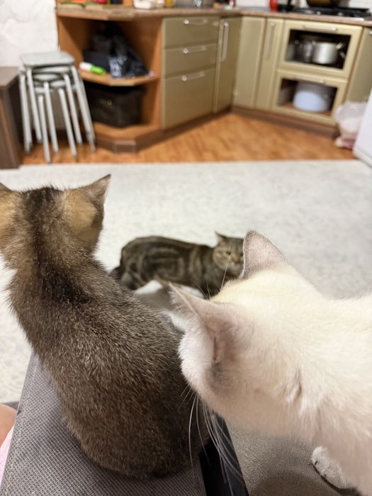 Продам британских милых котят