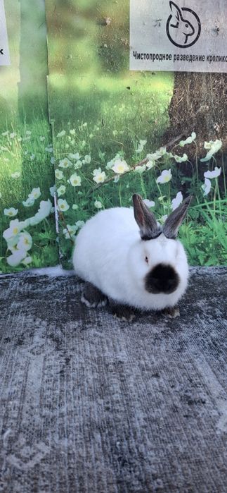 Кролики Евро калифорния