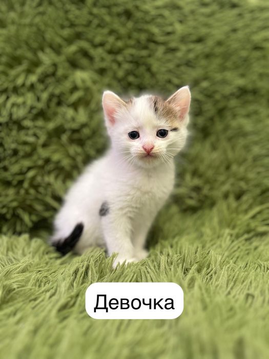 Хорошенькие котята