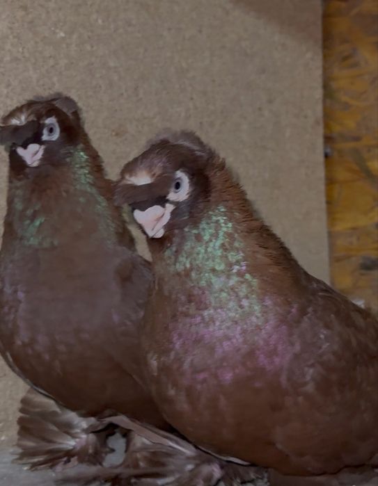 Голуби                         .