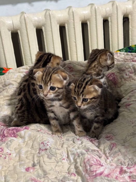 Бегалский мушуклар