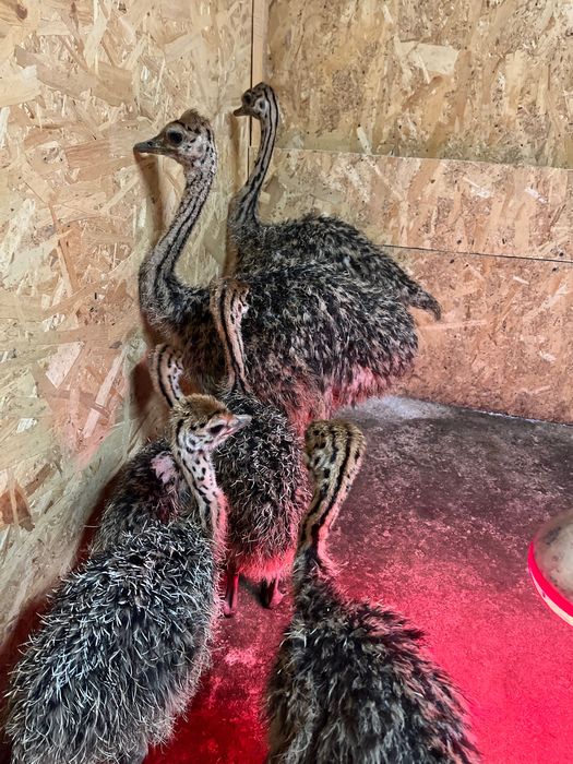 Pui de Struț negru african