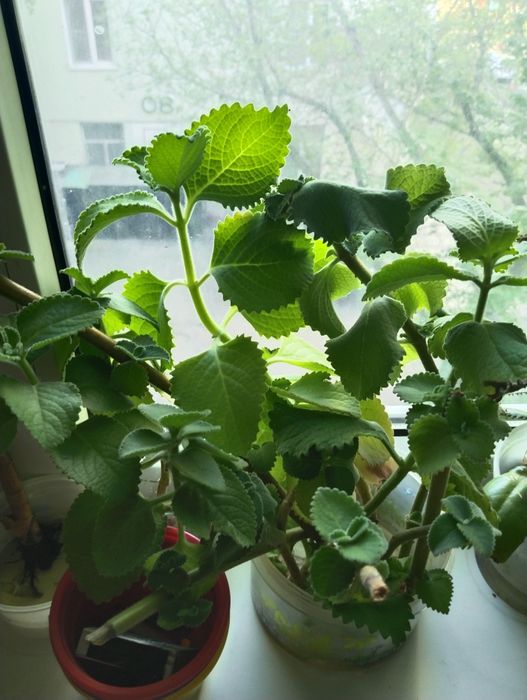 Хлорофитум, каланхоэ, мята