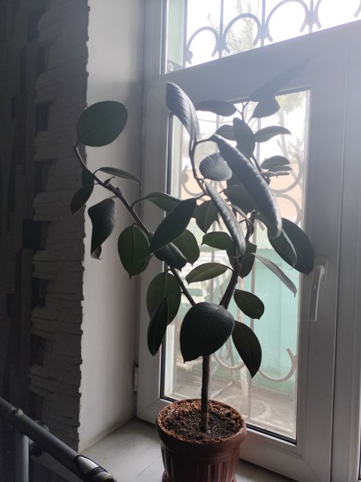 Цветы комнатные цены по запросу