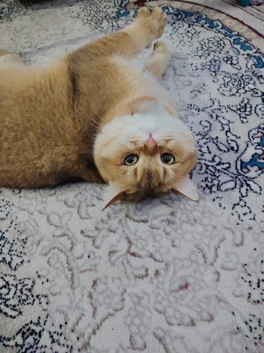 Вязка золотая шиншила 1год мальчик