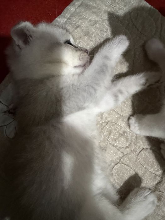 Scottish Fold mushukcha, 2 oy, 500 000 so‘m”
