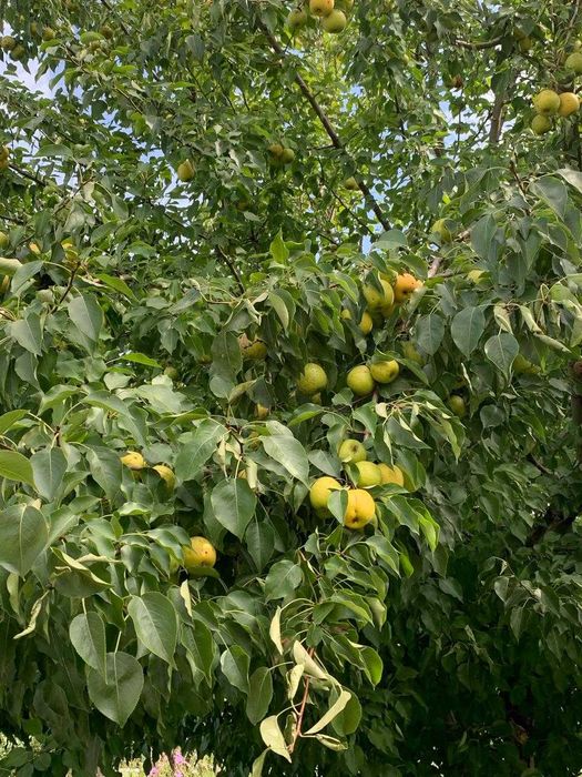 Продам Дачу. Сад Металлург