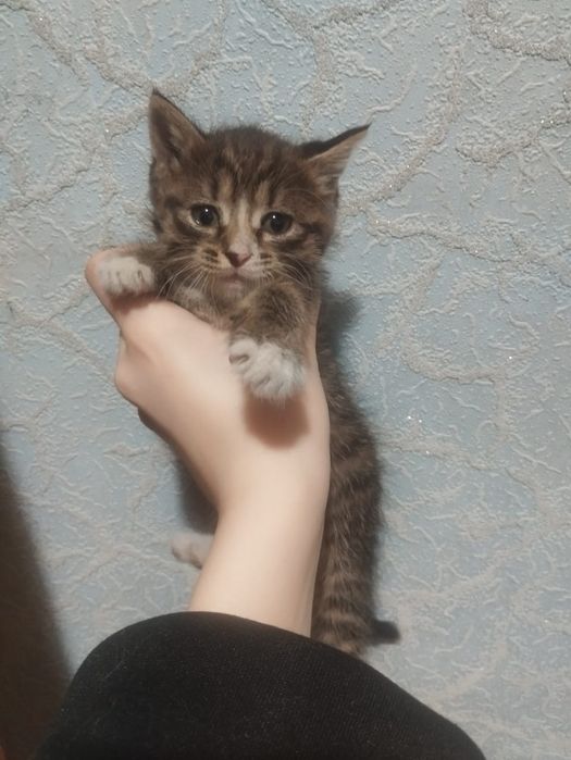 Девочки котята..