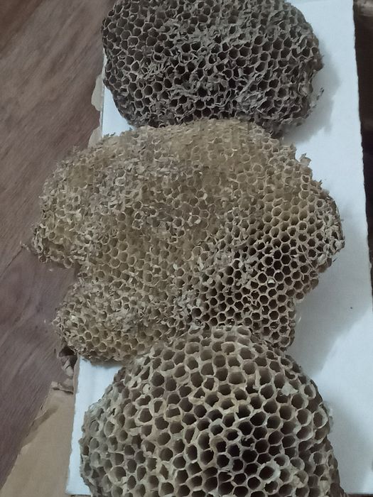 Осиное гнездо настоящие