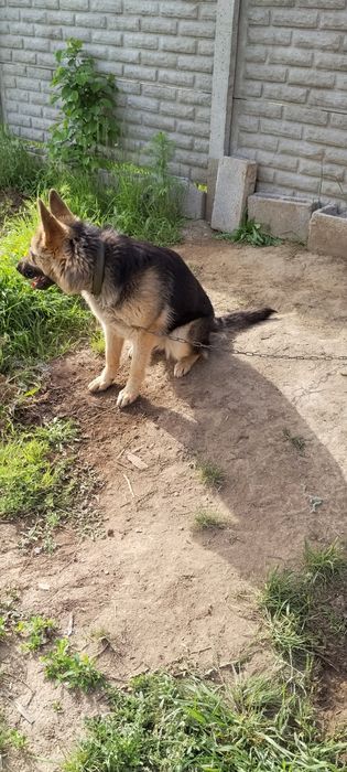 Продам немецкую авчарку