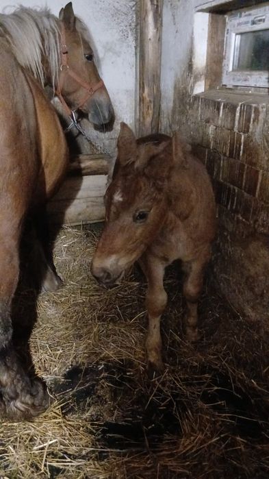 Vând iapă cu manz sau schimb cu vitele !