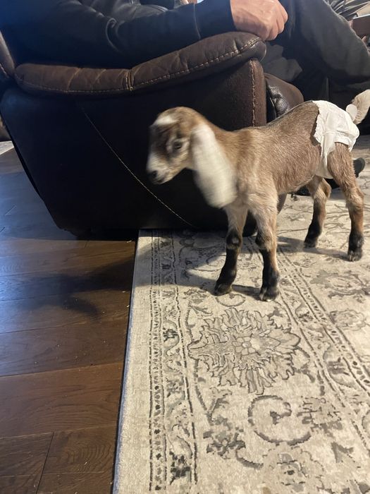 Ieduță anglo-nubiană