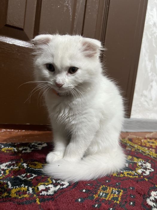 Mushuk sotiadi, aqilli muhribon latok biladi