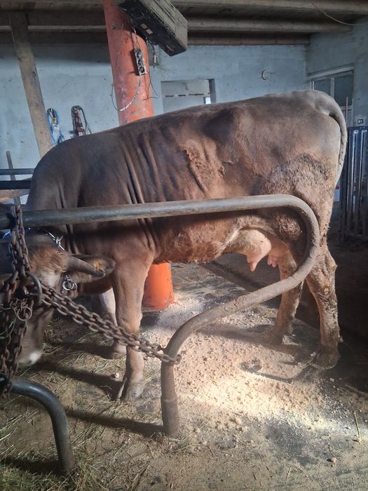 Vacă  cu vițel de vinzare