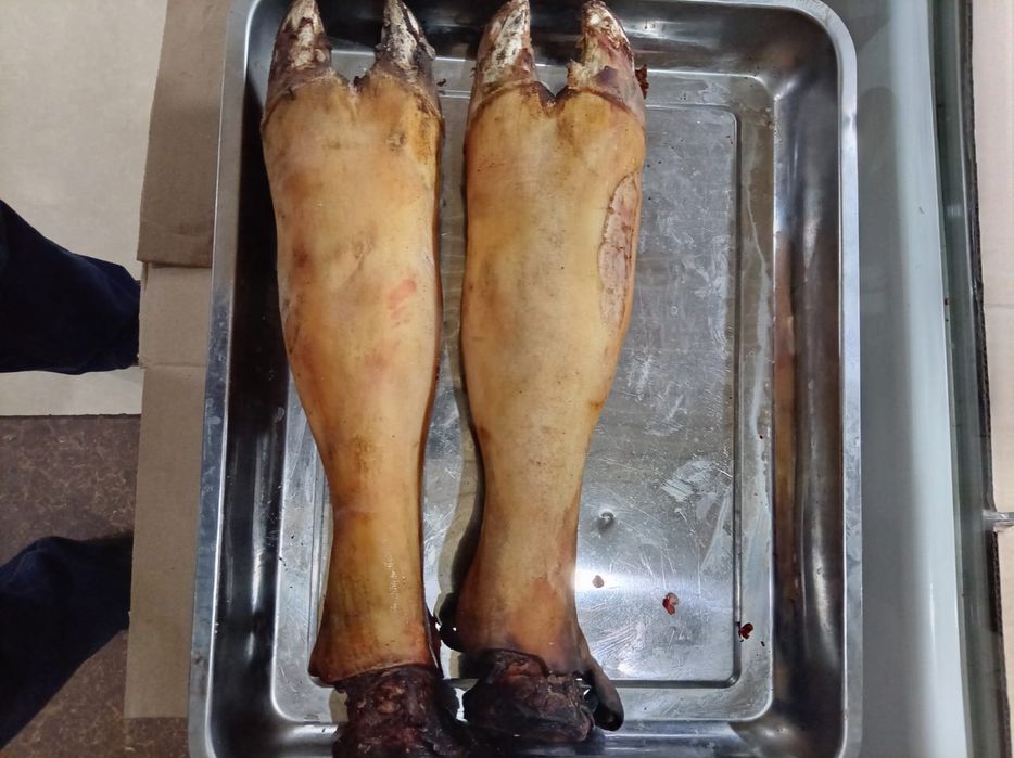 Сиырдың шекесі, қойдың басы, сирақ