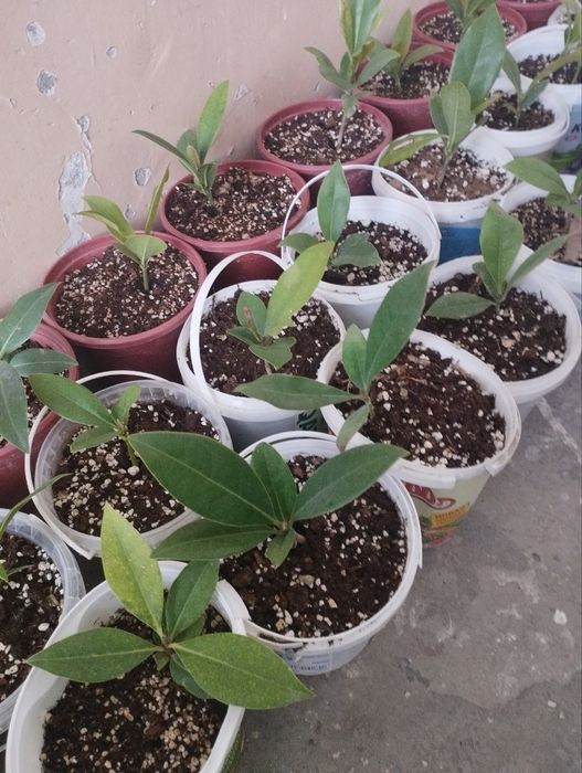 Магнолия грандефлоре кўчатлари сотилади