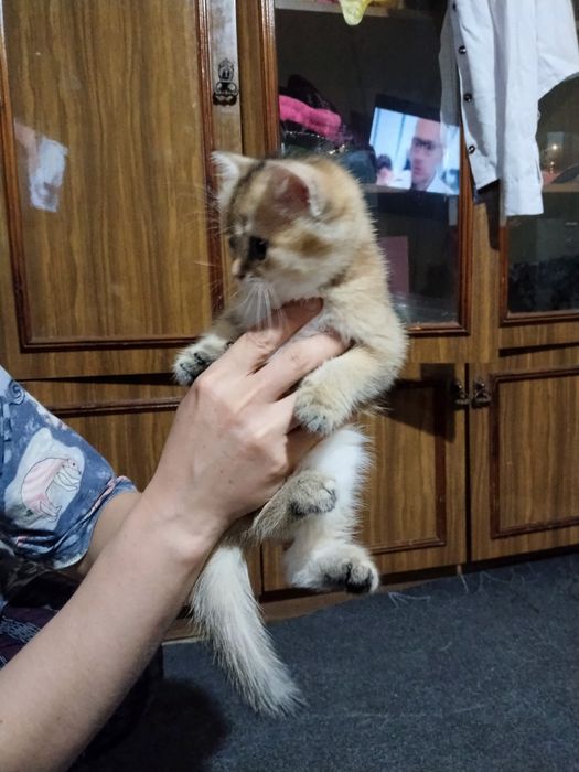 Продаётся британская золотая шиншилла девочка.