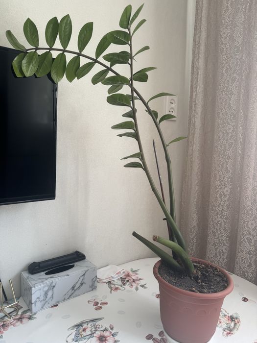 Продам доллоровое дерево